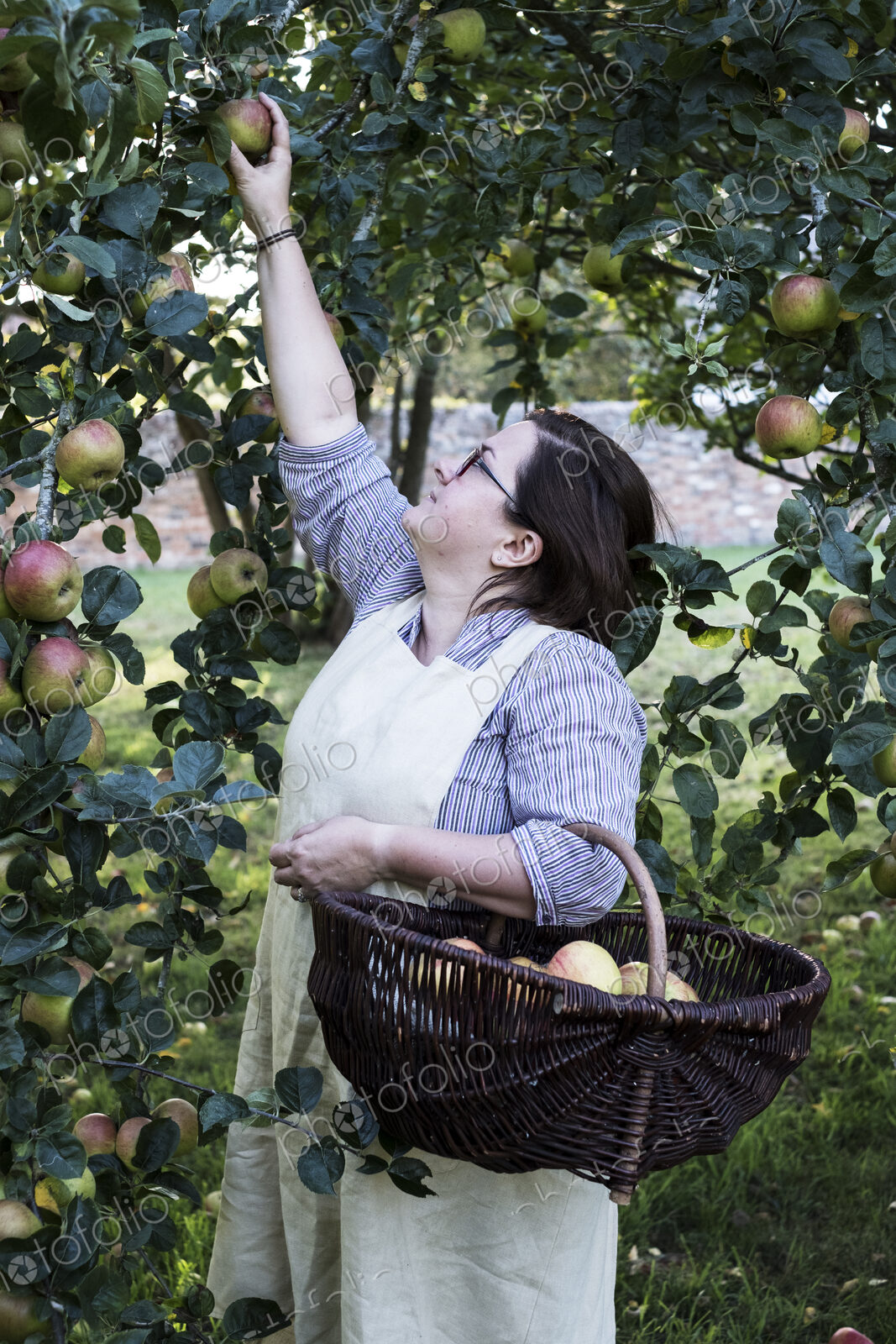 Woman wearing apron holding brown wicker basket, picking apples from a tree.