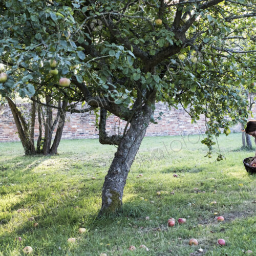 Woman wearing apron holding brown wicker basket, picking up windfall apples from the…