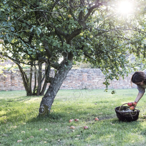 Woman wearing apron holding brown wicker basket, picking up windfall apples from the…