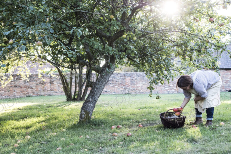 Woman wearing apron holding brown wicker basket, picking up windfall apples from the…