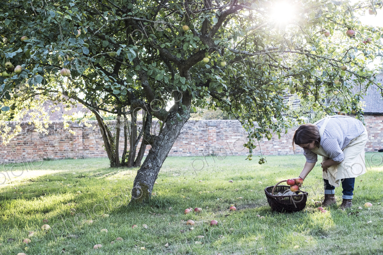 Woman wearing apron holding brown wicker basket, picking up windfall apples from the…