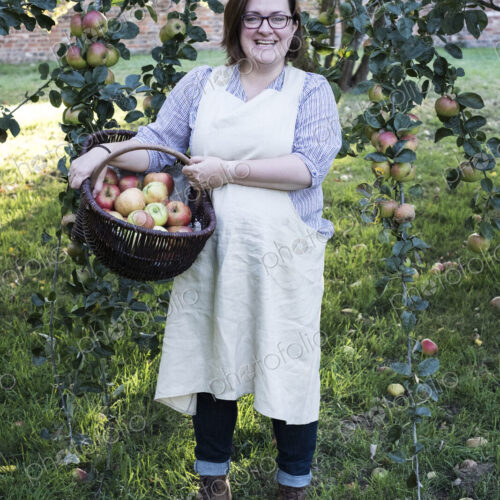 Woman wearing apron holding brown wicker basket with freshly picked apples, smiling at… Woman wearing apron holding brown wicker basket with freshly picked apples, smiling at…