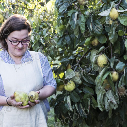 Woman wearing apron picking quinces from a tree.