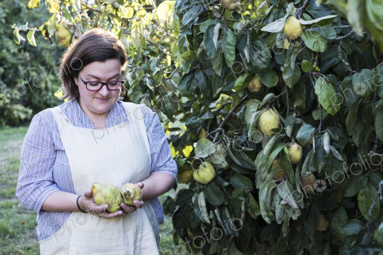 Woman wearing apron picking quinces from a tree.
