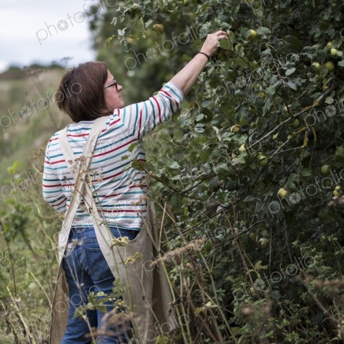 Woman wearing apron picking quinces from a tree.