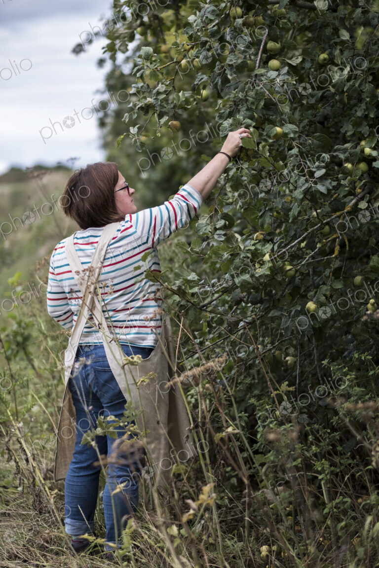 Woman wearing apron picking quinces from a tree.