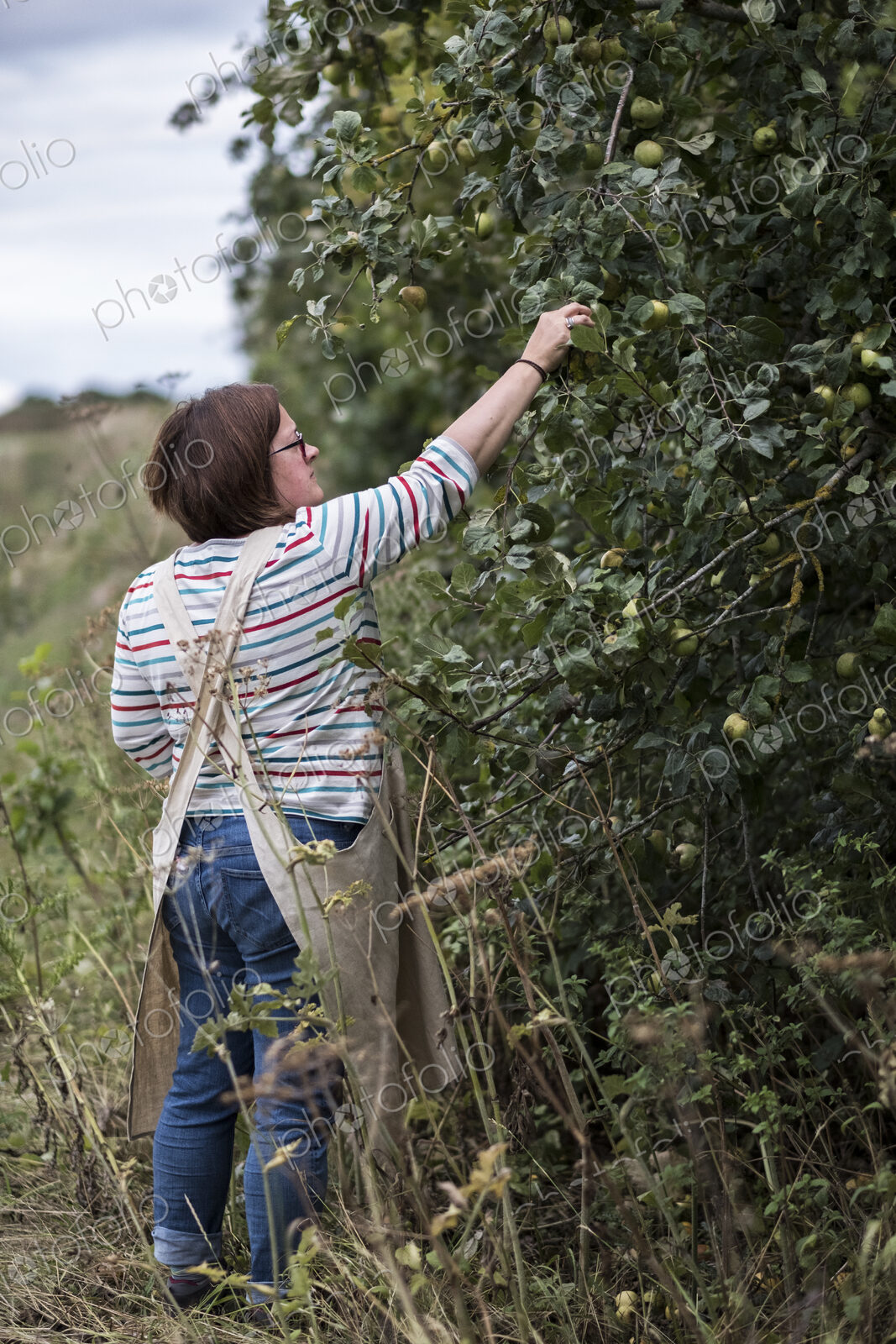 Woman wearing apron picking quinces from a tree.