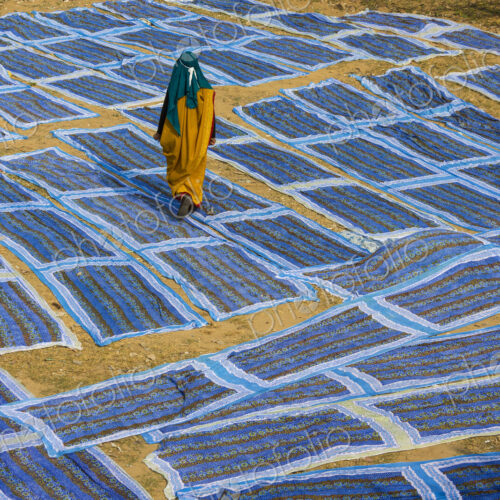 Woman wearing sari walking across blue textiles