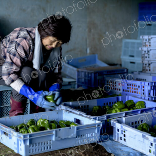 Woman with black hair wearing checkered shirt sitting on blue plastic crate, sorting… Woman with black hair wearing checkered shirt sitting on blue plastic crate, sorting…