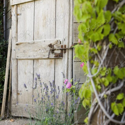 Wood Door and Garden Wood Door and Garden