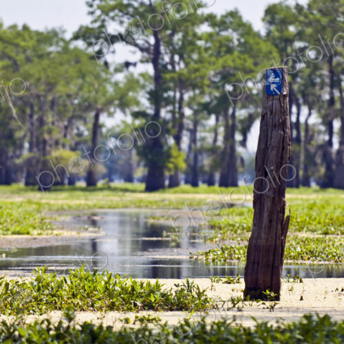 Wood Post in Swampland