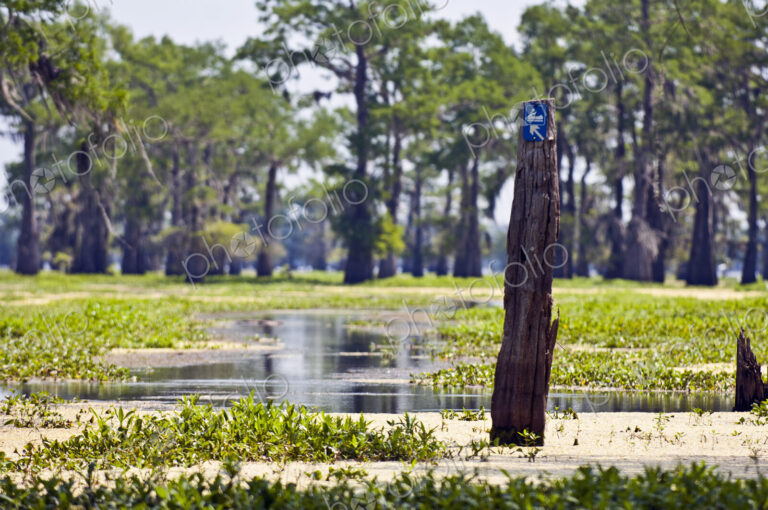 Wood Post in Swampland
