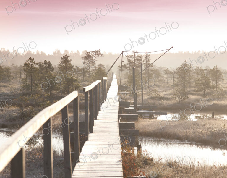 Wooden Boardwalk over Marsh