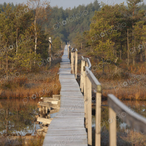 Wooden Boardwalk over Marsh Wooden Boardwalk over Marsh