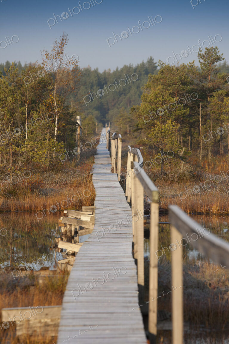 Wooden Boardwalk over Marsh