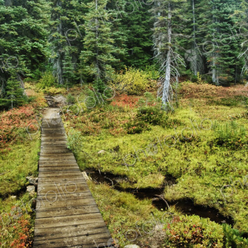 Wooden Foot Bridge Over Stream Wooden Foot Bridge Over Stream