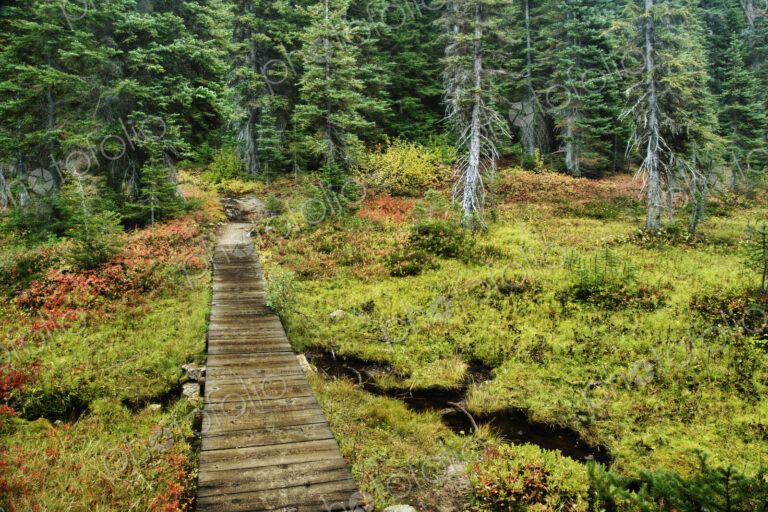 Wooden Foot Bridge Over Stream