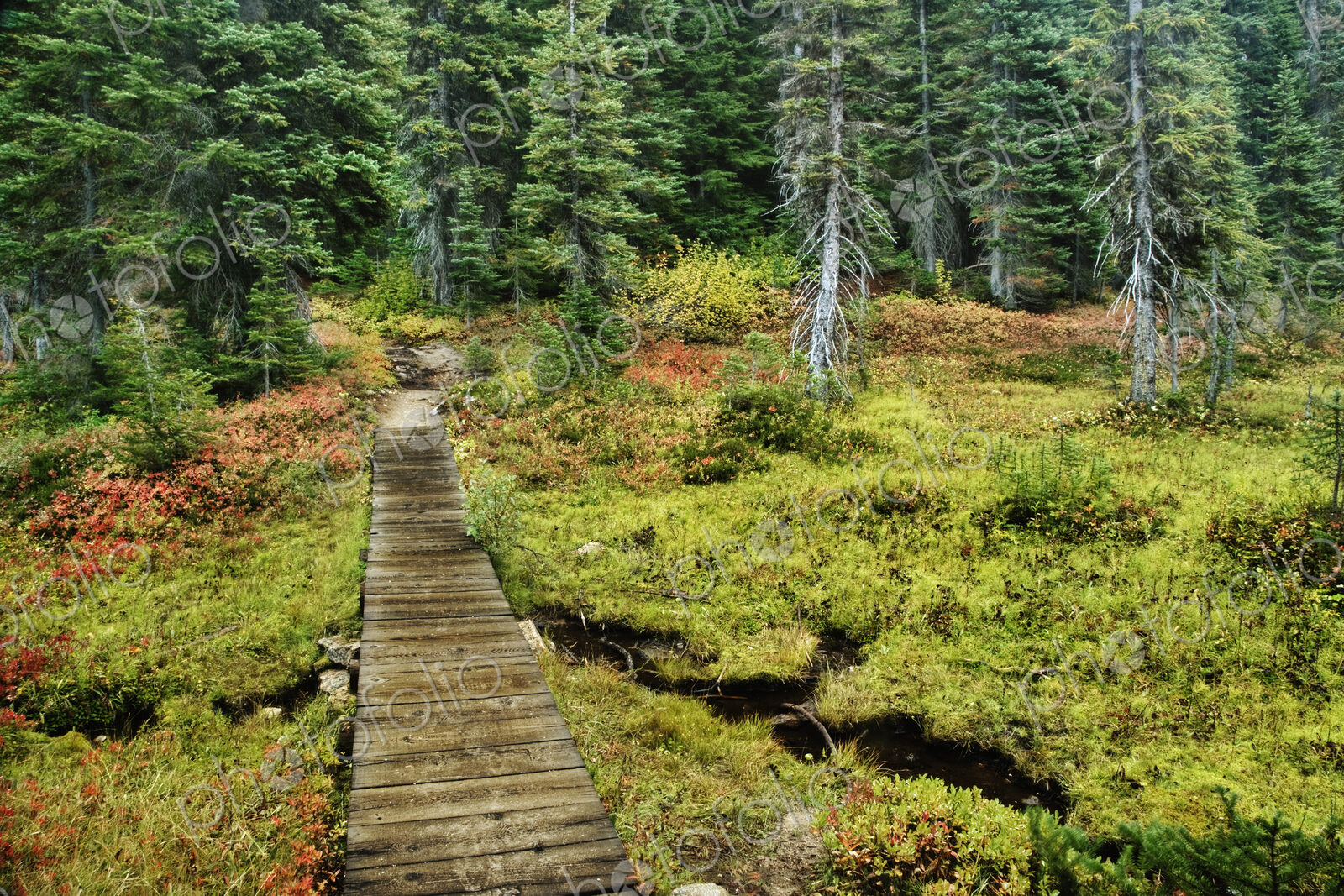 Wooden Foot Bridge Over Stream