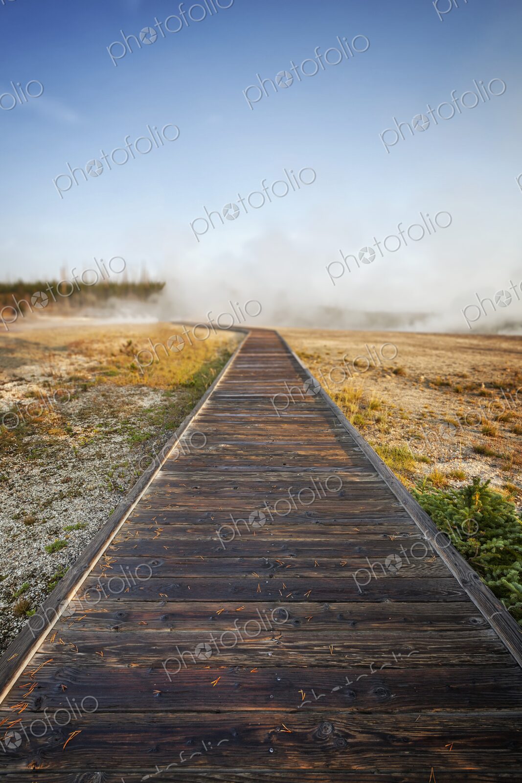 Wooden boardwalk leads into steam rising from geothermal hot springs in Yellowstone’s…