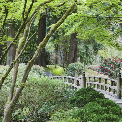 Wooden bridge in Japanese Garden, Portland, Oregon, United States