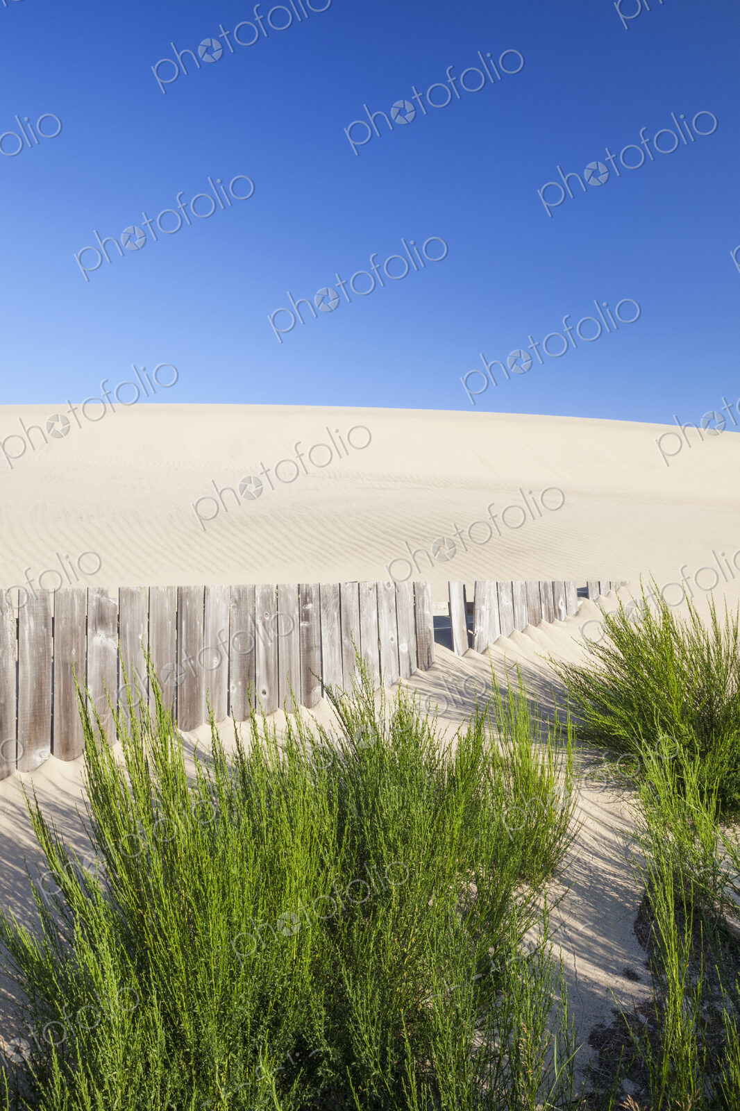 Wooden fence and green shrubs on sand dune