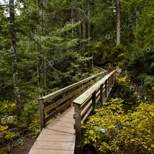 Wooden foot bridge and path through pine trees, Snoqualmie National Forest.