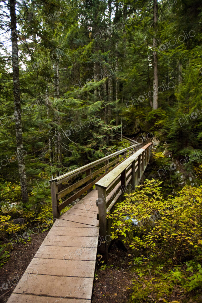 Wooden foot bridge and path through pine trees, Snoqualmie National Forest.