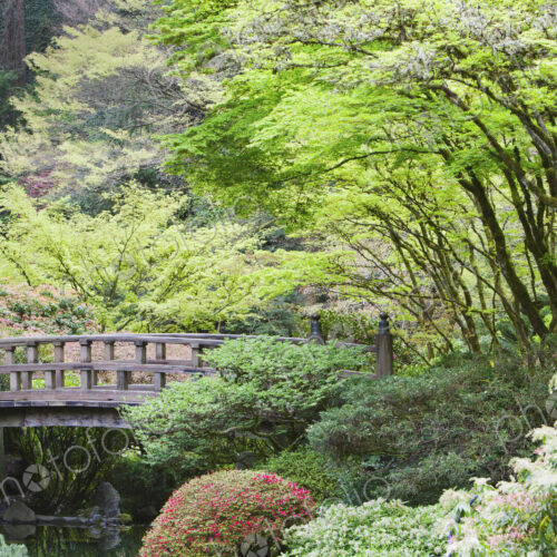 Wooden footbridge in Japanese Garden, Portland, Oregon, United States