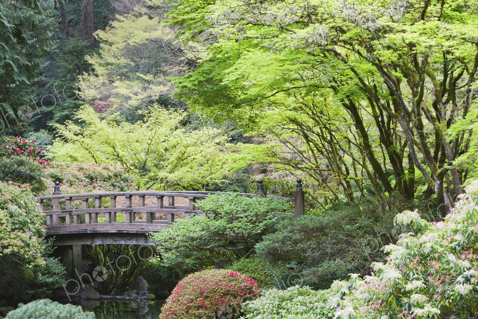 Wooden footbridge in Japanese Garden, Portland, Oregon, United States