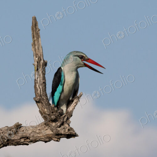 Woodland Kingfisher, Halcyon senegalensis, Adult. Brightly colored bird perched on a… Woodland Kingfisher, Halcyon senegalensis, Adult. Brightly colored bird perched on a…