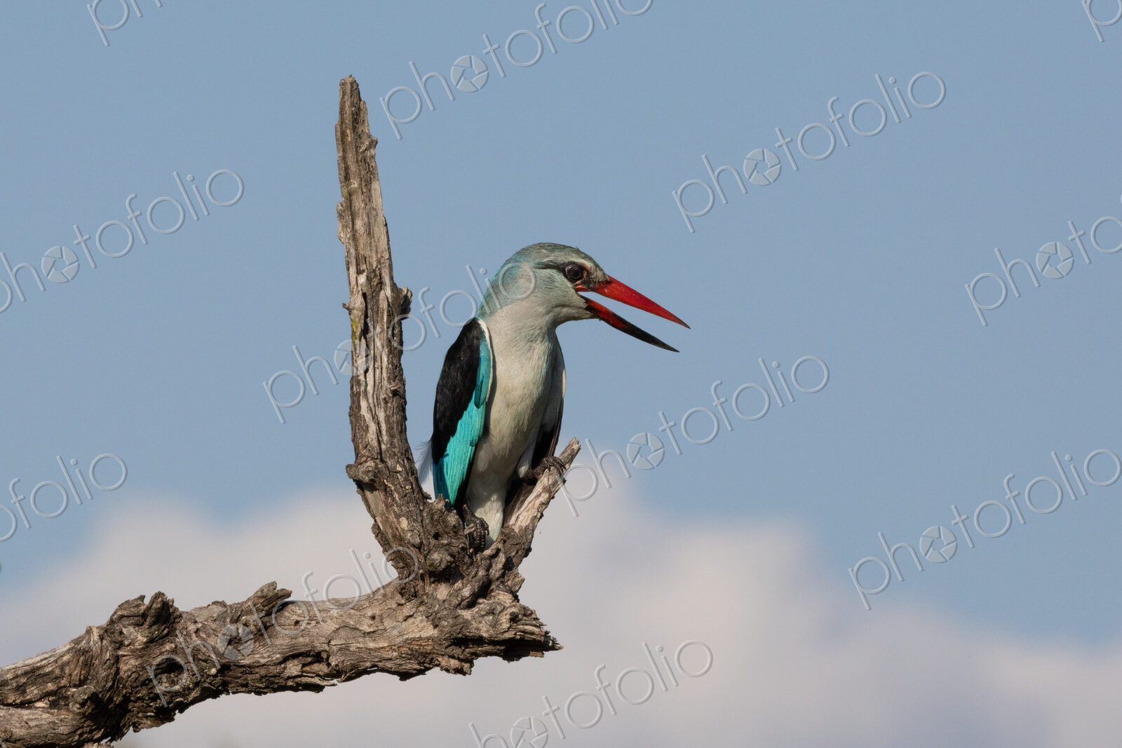 Woodland Kingfisher, Halcyon senegalensis, Adult. Brightly colored bird perched on a…