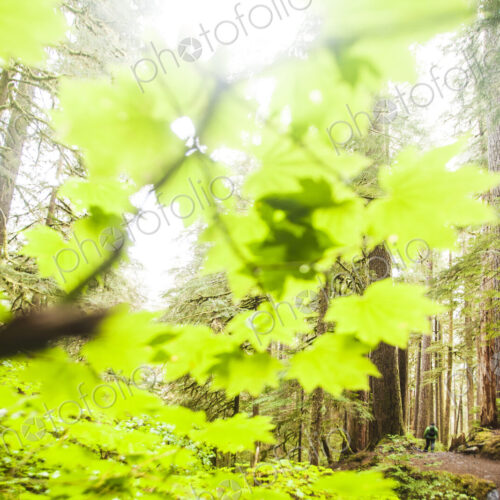 Woodland in Sol Duc valley, Olympic National Park.
