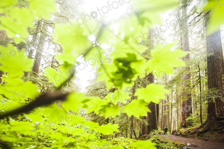 Woodland in Sol Duc valley, Olympic National Park.