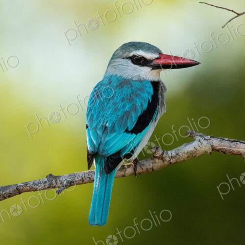 Woodland kingfisher, Halcyon senegalensis, sitting on a branch, close-up. Woodland kingfisher, Halcyon senegalensis, sitting on a branch, close-up.