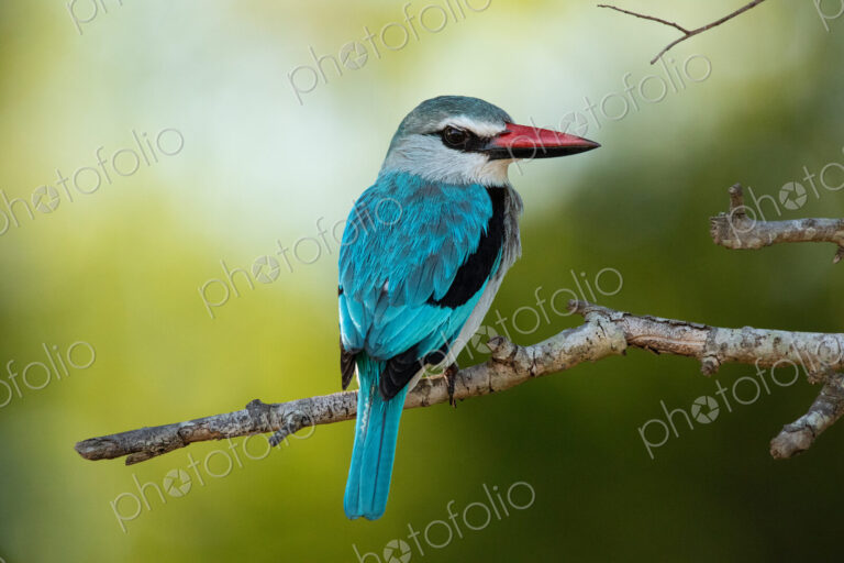 Woodland kingfisher, Halcyon senegalensis, sitting on a branch, close-up.