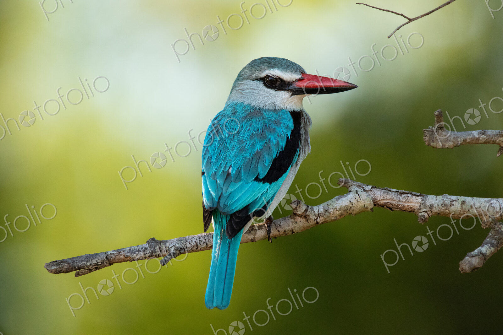 Woodland kingfisher, Halcyon senegalensis, sitting on a branch, close-up.