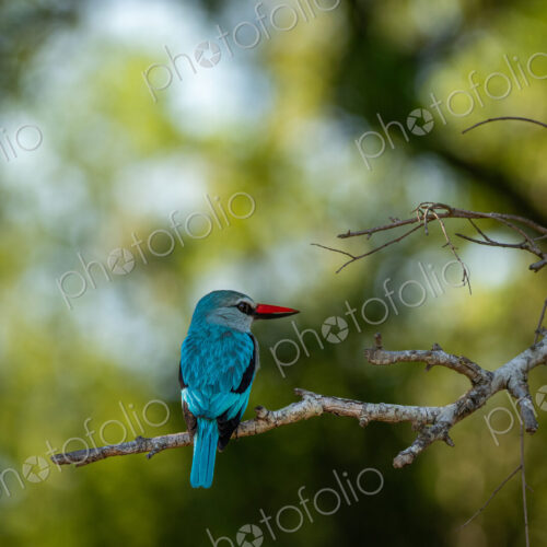 Woodland kingfisher, Halcyon senegalensis, sitting on a branch, close-up. Woodland kingfisher, Halcyon senegalensis, sitting on a branch, close-up.
