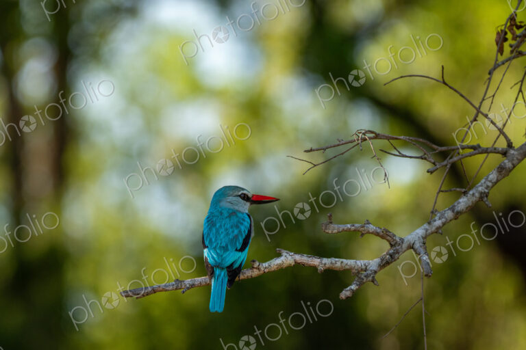 Woodland kingfisher, Halcyon senegalensis, sitting on a branch, close-up.
