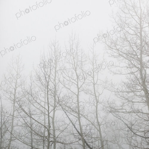 Woodlands in winter, bare trees in the mist, one tree trunk leaning at an angle. Woodlands in winter, bare trees in the mist, one tree trunk leaning at an angle.