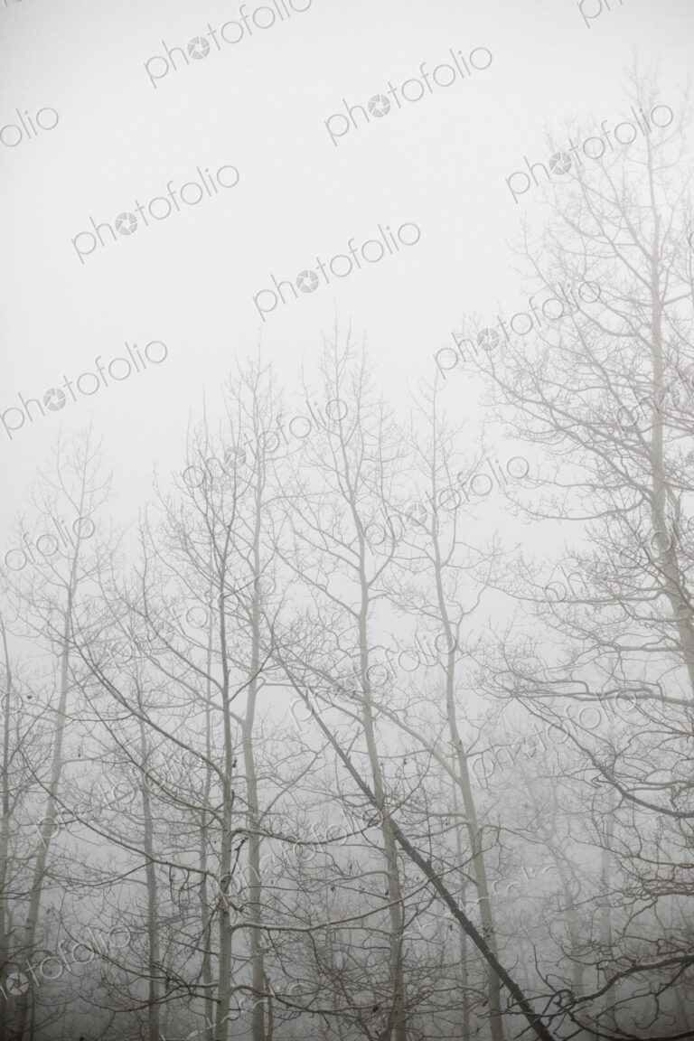 Woodlands in winter, bare trees in the mist, one tree trunk leaning at an angle.