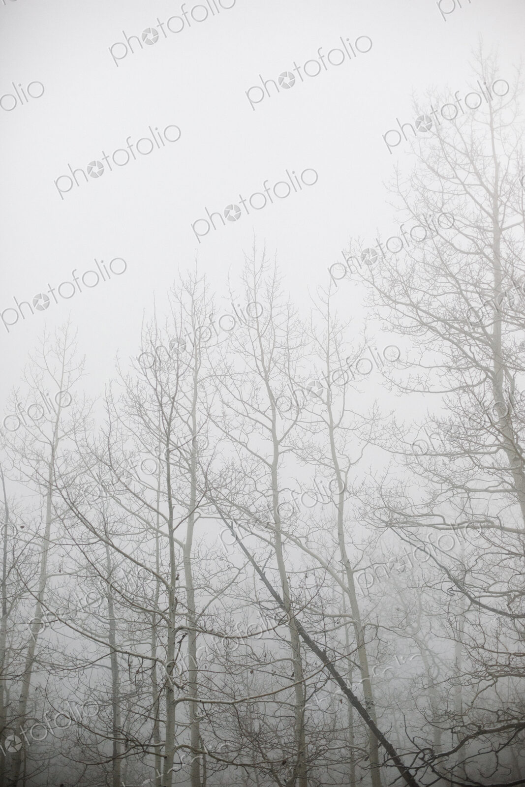 Woodlands in winter, bare trees in the mist, one tree trunk leaning at an angle.