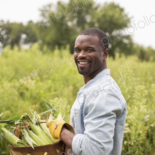 Working on an organic farm. A man carrying a basket full with corn on the cob, produce… Working on an organic farm. A man carrying a basket full with corn on the cob, produce…
