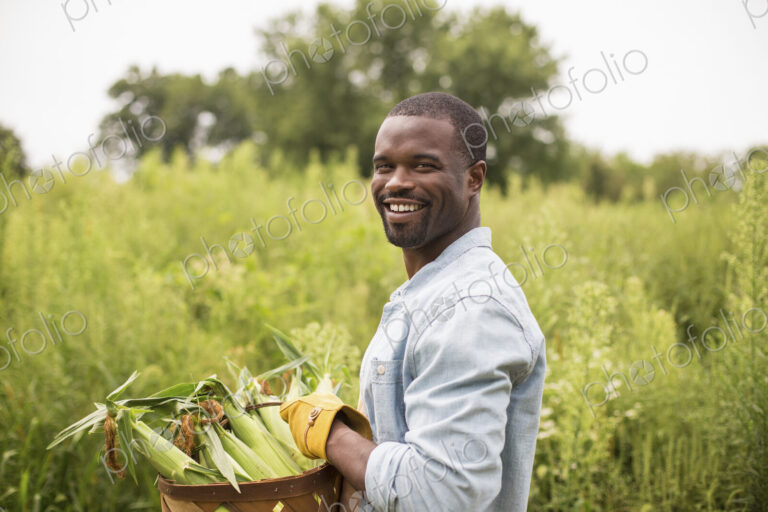Working on an organic farm. A man carrying a basket full with corn on the cob, produce…
