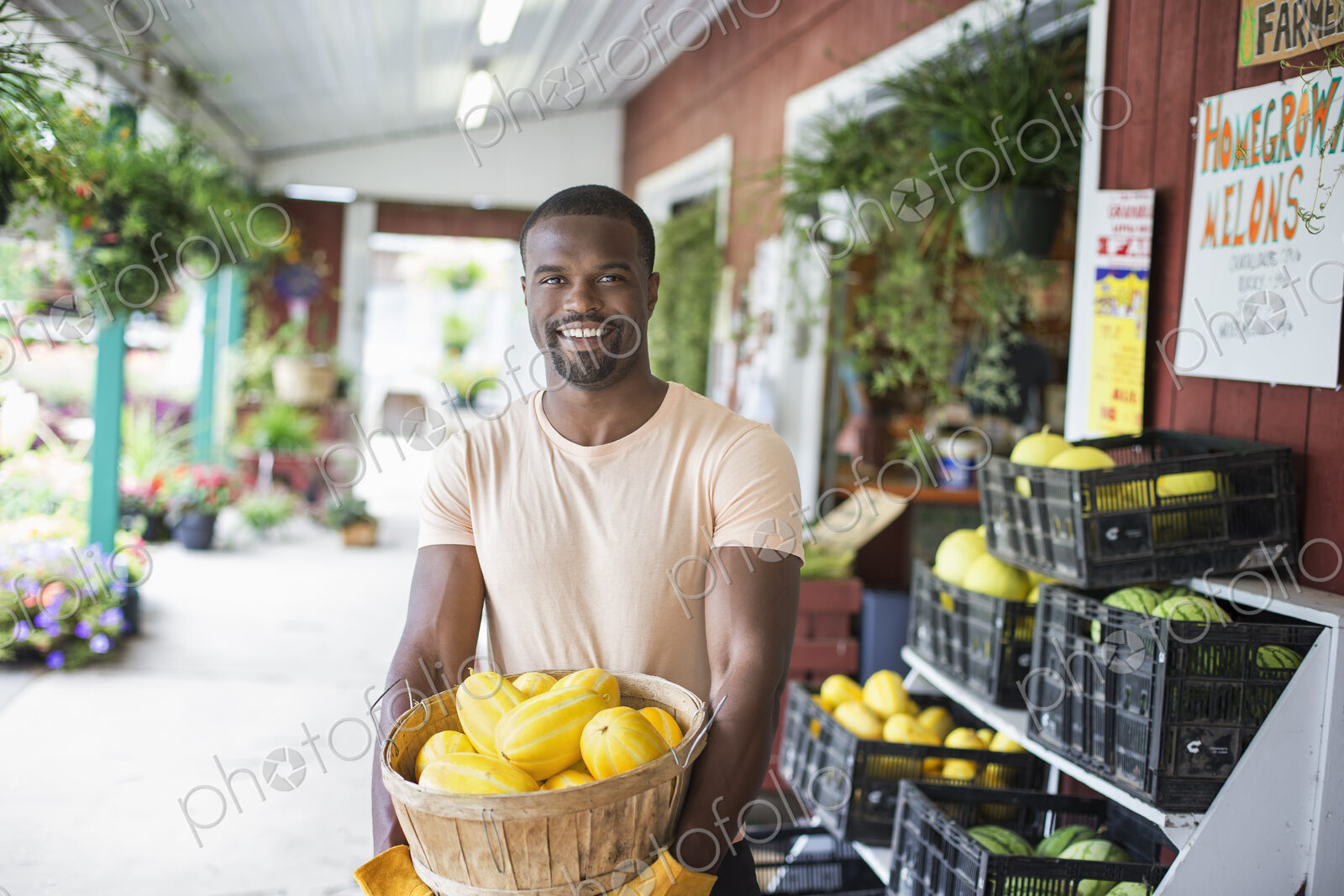 Working on an organic farm. A man carrying a large basket of yellow squash vegetables.…