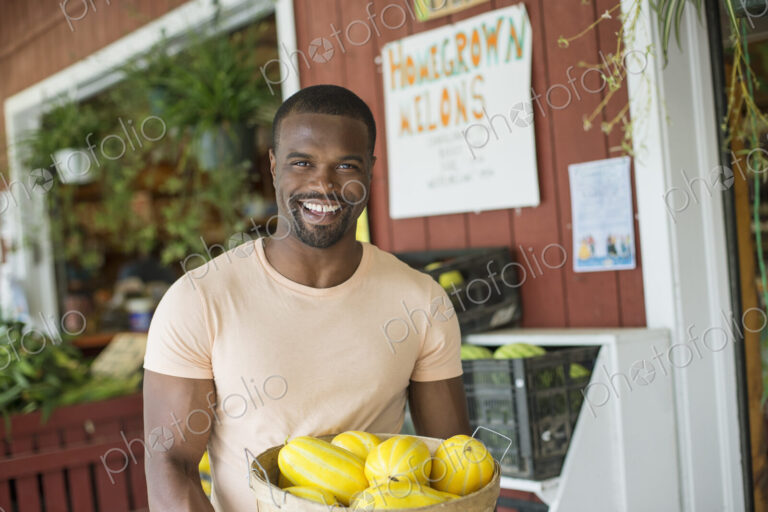 Working on an organic farm. A man carrying a large basket of yellow squash vegetables.…