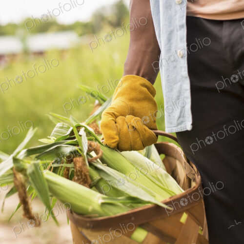 Working on an organic farm. A man holding a basket full of corn on the cob, vegetables… Working on an organic farm. A man holding a basket full of corn on the cob, vegetables…