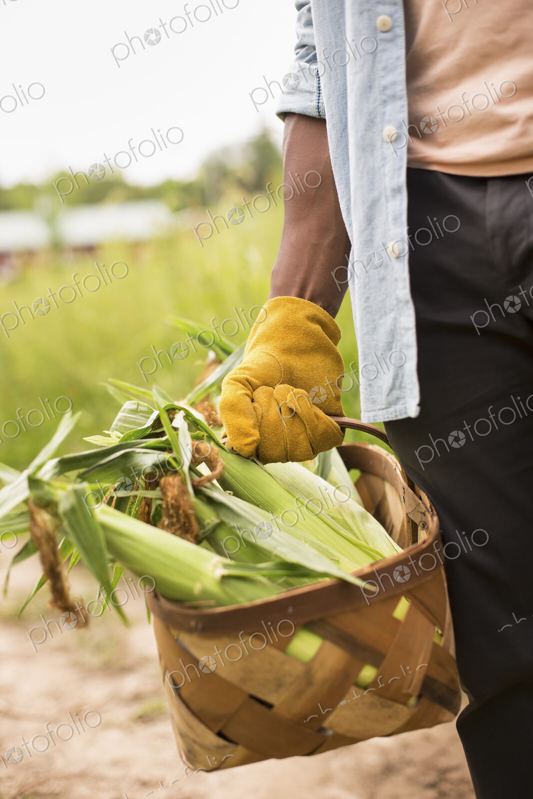 Working on an organic farm. A man holding a basket full of corn on the cob, vegetables…