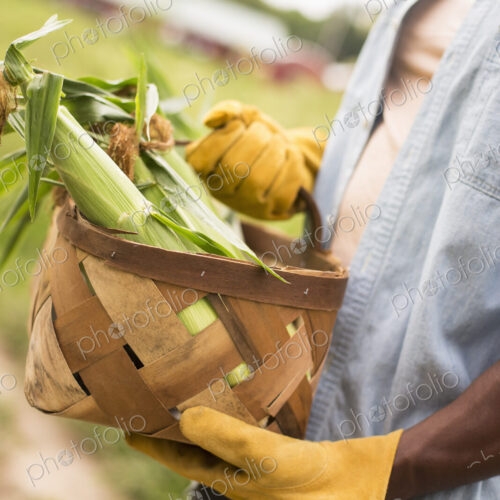 Working on an organic farm. A man holding a basket full of corn on the cob, vegetables… Working on an organic farm. A man holding a basket full of corn on the cob, vegetables…