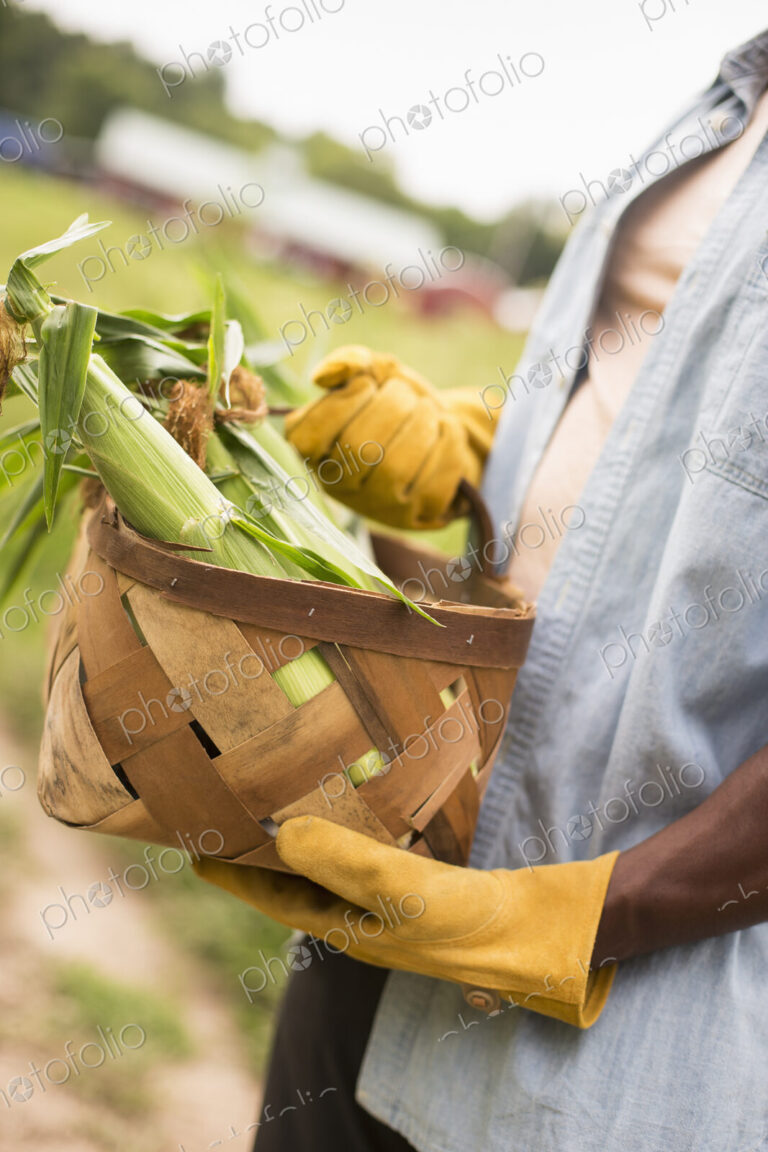 Working on an organic farm. A man holding a basket full of corn on the cob, vegetables…