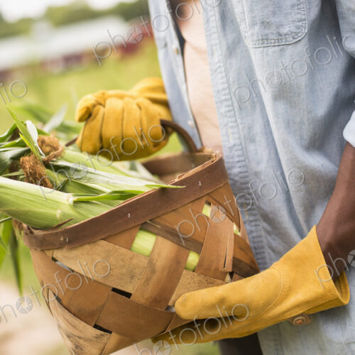 Working on an organic farm. A man holding a basket full of corn on the cob, vegetables… Working on an organic farm. A man holding a basket full of corn on the cob, vegetables…